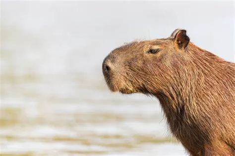 Capybara En Gigant Bland Gnagare Med En Söt Och Knallig Personlighet!