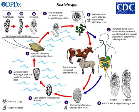  Fasciola Hepatica: En Blodsugande Mask som Utökar Världens Friskaste Smör!