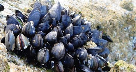  Blue Mussel - En Skåpdyren Med Ett Liv Fyllt Av Östersjöns Mystik!