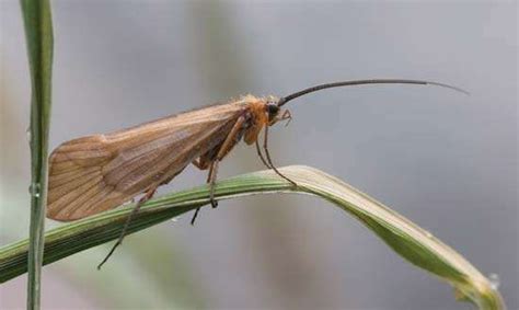  Caddisfly – En fascinerande insekt med en hemlig livsstil som bygger underbara hus av naturmaterial!