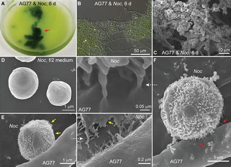 Cluster Sponge: Den fascinerande symbiosen mellan en svamp och fotosyntetiserande alger!