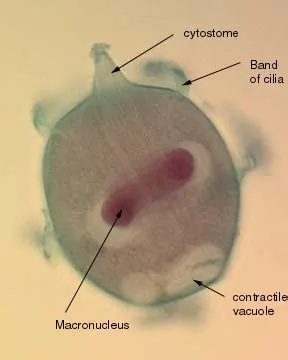  Didinium: En mikroskopisk mask med en otrolig aptit för ciliater!