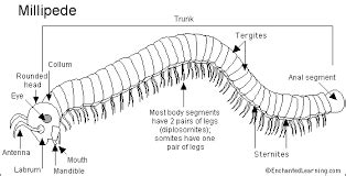  Dubia - En Myriapod Med Flådigt Skelett Och En Älskande Smak För Rötta!