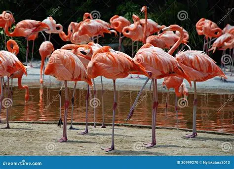 Flamingo – En Flammande Fjäderdräkt Med Vingslag Som Skapar En Dans av Glädje!