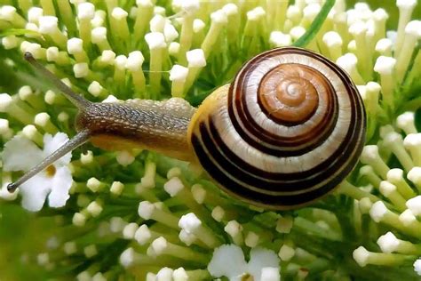  Garden Snail -  Ett Småkryp Med Ett Fascinerande Hem Och En Älskling För Gårdens Grönsaker!