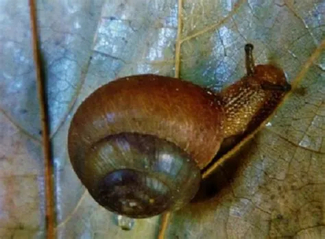  Garden Snail! A Gastropod Who Knows How To Party (And Navigate Your Veggie Patch)