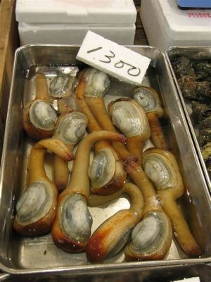   Geoduck! Den otroligt stora och djupt grävande dubbelventilen som överraskar alla.