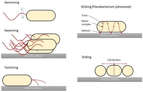  Leptomonas! En Mikrober som Simmar med Energin från Andra Väsen