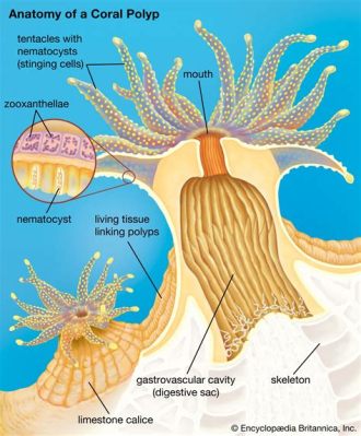  Mustangs Of The Deep: Can This Colorful Polyp With A Tentacled Crown Survive Climate Change?