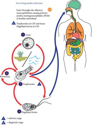  Naegleria - En mikroorganismen som simmar som en amoeba och äter bakterier med sin falska fot!