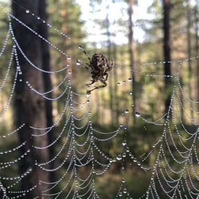  Nymfspindel – En miniatyrvärldens skickligaste arkitekt och konnässör av silke!