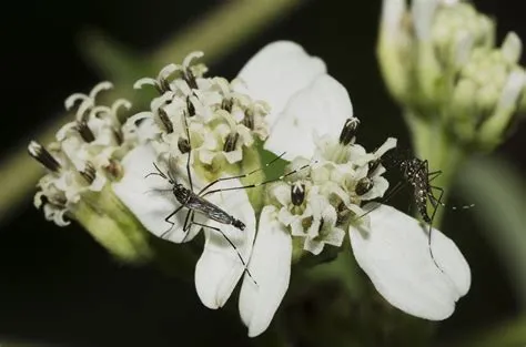 Ookinete! Unveiling the Tiny Conqueror Navigating Through Mosquito Guts with Unrelenting Precision