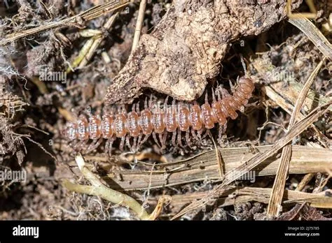  Polydesmus - En Miniatyrvärld av Ben och Slanglande Rörelser!