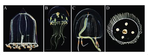  Rhopalium! En mystisk hydrozoisk art som är ett levande exempel på samarbete och överlevnad