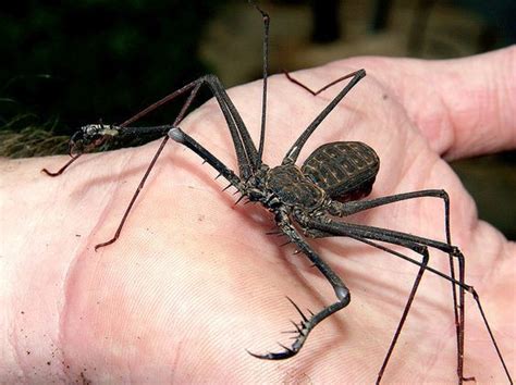  Solifuga - En Spindelliknande Djur som Liknar en Miniatyr- Skorpion Men Äter Inte Bara Insekter!