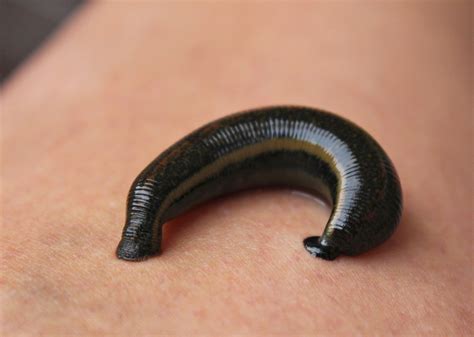 Topsnails – Snailless Wonders That Breathe With Their Skin!