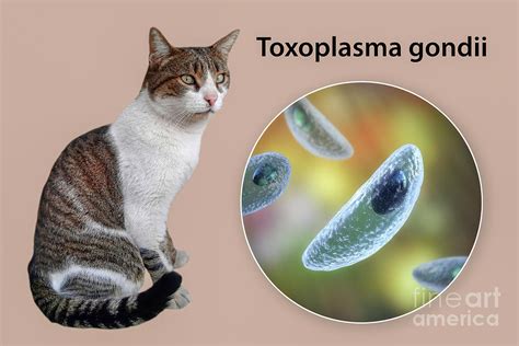  Toxoplasma - En parasit som gör dig till en kattälskare?