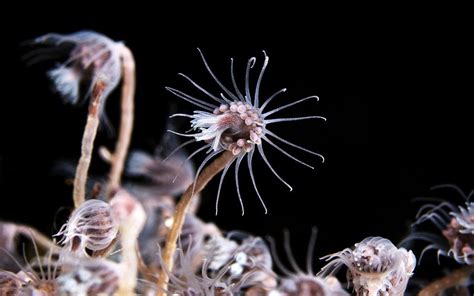  Tubularia! En fascinerande hydrozoisk kolonibildare med otrolig återhämtningsförmåga