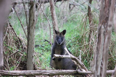  Wallaby Ciliate: An In-Depth Look at Its Unconventional Lifestyle Habits!