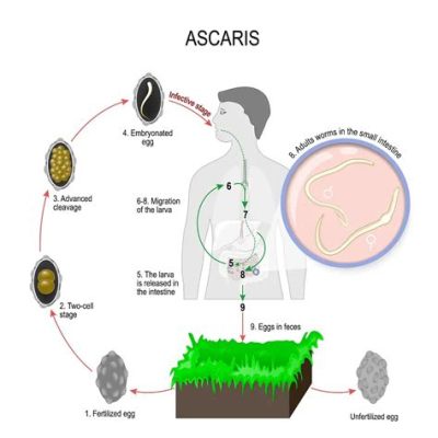 Zeusomonas! Den minsta parasiten som kan påverka stora ekosystem och därmed också mänskligheten