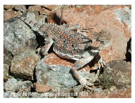  ZigZagging Zebu Lizard: A Master of Camouflage Hiding Amongst the Rocky Outcrops!